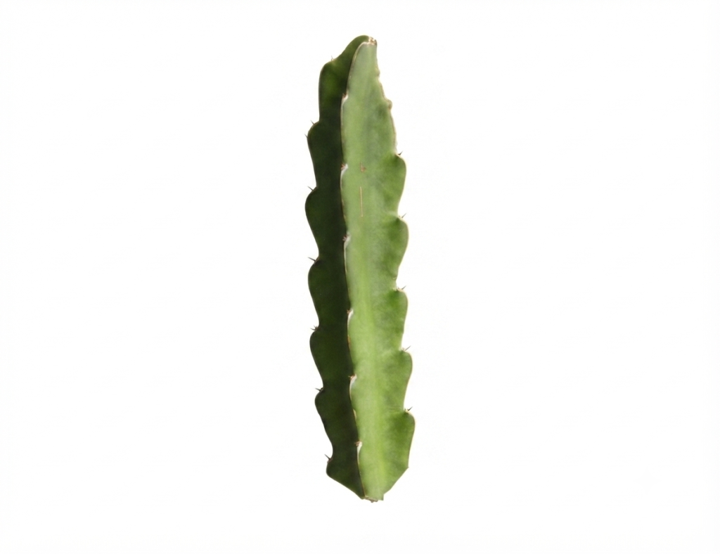 American Beauty - Dragon Fruit - Cutting