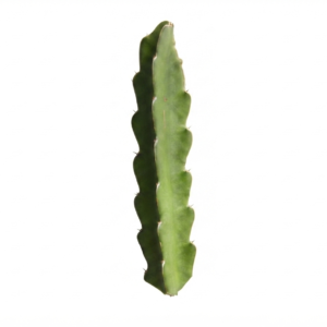 American Beauty - Dragon Fruit - Cutting